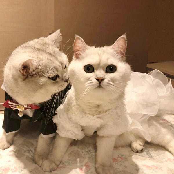 Small Cat Wedding Dresses Princess Dog Cat Skirt  Pet Clothing Small Dog Clothes Tuxedo skirt for Bride Bridegroom