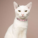 Cool Cat Dog Collar Cats Dog Leather Spiked Studded Collars For Small Medium Dogs Cats Chihuahua 5 Colors