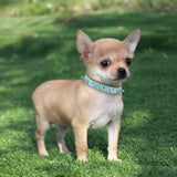 Cool Cat Dog Collar Cats Dog Leather Spiked Studded Collars For Small Medium Dogs Cats Chihuahua 5 Colors